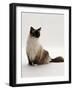 Domestic Cat, Mitted Seal-Point Ragdoll Male-Jane Burton-Framed Photographic Print