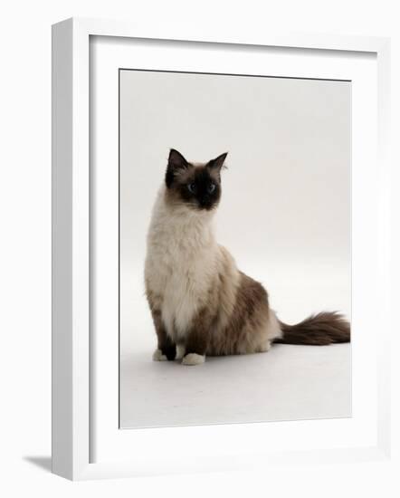 Domestic Cat, Mitted Seal-Point Ragdoll Male-Jane Burton-Framed Photographic Print