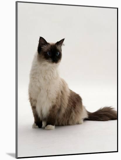 Domestic Cat, Mitted Seal-Point Ragdoll Male-Jane Burton-Mounted Photographic Print