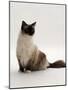 Domestic Cat, Mitted Seal-Point Ragdoll Male-Jane Burton-Mounted Photographic Print