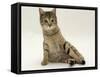 Domestic Cat, Oestrus Female Tabby Rolling, on Heat-Jane Burton-Framed Stretched Canvas