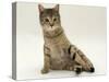 Domestic Cat, Oestrus Female Tabby Rolling, on Heat-Jane Burton-Stretched Canvas