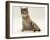 Domestic Cat, Oestrus Female Tabby Rolling, on Heat-Jane Burton-Framed Photographic Print