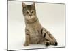 Domestic Cat, Oestrus Female Tabby Rolling, on Heat-Jane Burton-Mounted Photographic Print