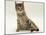 Domestic Cat, Oestrus Female Tabby Rolling, on Heat-Jane Burton-Mounted Photographic Print