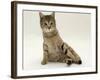 Domestic Cat, Oestrus Female Tabby Rolling, on Heat-Jane Burton-Framed Photographic Print