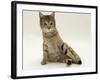 Domestic Cat, Oestrus Female Tabby Rolling, on Heat-Jane Burton-Framed Photographic Print