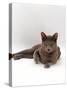 Domestic Cat, One-Year Blue Siamese Burmese Cross-Jane Burton-Stretched Canvas