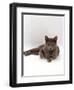 Domestic Cat, One-Year Blue Siamese Burmese Cross-Jane Burton-Framed Premium Photographic Print