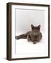 Domestic Cat, One-Year Blue Siamese Burmese Cross-Jane Burton-Framed Photographic Print