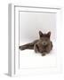 Domestic Cat, One-Year Blue Siamese Burmese Cross-Jane Burton-Framed Photographic Print