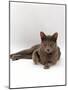 Domestic Cat, One-Year Blue Siamese Burmese Cross-Jane Burton-Mounted Photographic Print