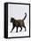 Domestic Cat, One-Year Dark Tortoiseshell Shorthair Cat-Jane Burton-Framed Stretched Canvas