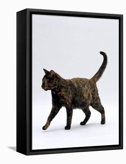 Domestic Cat, One-Year Dark Tortoiseshell Shorthair Cat-Jane Burton-Framed Stretched Canvas