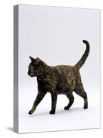 Domestic Cat, One-Year Dark Tortoiseshell Shorthair Cat-Jane Burton-Stretched Canvas