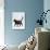 Domestic Cat, One-Year Dark Tortoiseshell Shorthair Cat-Jane Burton-Photographic Print displayed on a wall