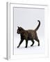 Domestic Cat, One-Year Dark Tortoiseshell Shorthair Cat-Jane Burton-Framed Photographic Print