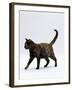 Domestic Cat, One-Year Dark Tortoiseshell Shorthair Cat-Jane Burton-Framed Photographic Print