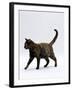 Domestic Cat, One-Year Dark Tortoiseshell Shorthair Cat-Jane Burton-Framed Photographic Print