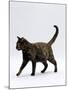 Domestic Cat, One-Year Dark Tortoiseshell Shorthair Cat-Jane Burton-Mounted Photographic Print
