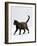 Domestic Cat, One-Year Dark Tortoiseshell Shorthair Cat-Jane Burton-Framed Photographic Print