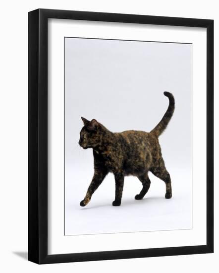 Domestic Cat, One-Year Dark Tortoiseshell Shorthair Cat-Jane Burton-Framed Photographic Print