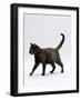 Domestic Cat, One-Year Dark Tortoiseshell Shorthair Cat-Jane Burton-Framed Photographic Print