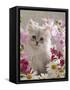 Domestic Cat, Pale Silver Long-Haired Kitten Among Mallows and Ox-Eye Dasies-Jane Burton-Framed Stretched Canvas