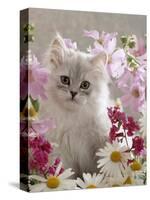 Domestic Cat, Pale Silver Long-Haired Kitten Among Mallows and Ox-Eye Dasies-Jane Burton-Stretched Canvas