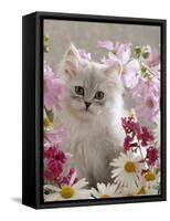 Domestic Cat, Pale Silver Long-Haired Kitten Among Mallows and Ox-Eye Dasies-Jane Burton-Framed Stretched Canvas
