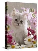 Domestic Cat, Pale Silver Long-Haired Kitten Among Mallows and Ox-Eye Dasies-Jane Burton-Stretched Canvas