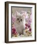 Domestic Cat, Pale Silver Long-Haired Kitten Among Mallows and Ox-Eye Dasies-Jane Burton-Framed Premium Photographic Print