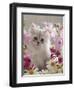 Domestic Cat, Pale Silver Long-Haired Kitten Among Mallows and Ox-Eye Dasies-Jane Burton-Framed Premium Photographic Print