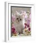 Domestic Cat, Pale Silver Long-Haired Kitten Among Mallows and Ox-Eye Dasies-Jane Burton-Framed Premium Photographic Print