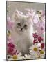 Domestic Cat, Pale Silver Long-Haired Kitten Among Mallows and Ox-Eye Dasies-Jane Burton-Mounted Premium Photographic Print