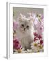 Domestic Cat, Pale Silver Long-Haired Kitten Among Mallows and Ox-Eye Dasies-Jane Burton-Framed Photographic Print