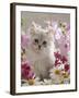 Domestic Cat, Pale Silver Long-Haired Kitten Among Mallows and Ox-Eye Dasies-Jane Burton-Framed Photographic Print