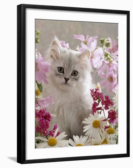 Domestic Cat, Pale Silver Long-Haired Kitten Among Mallows and Ox-Eye Dasies-Jane Burton-Framed Photographic Print