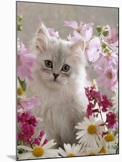 Domestic Cat, Pale Silver Long-Haired Kitten Among Mallows and Ox-Eye Dasies-Jane Burton-Mounted Photographic Print