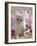 Domestic Cat, Pale Silver Long-Haired Kitten Among Mallows and Ox-Eye Dasies-Jane Burton-Framed Photographic Print