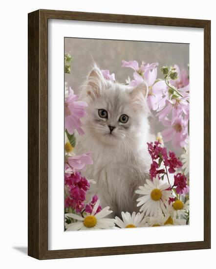 Domestic Cat, Pale Silver Long-Haired Kitten Among Mallows and Ox-Eye Dasies-Jane Burton-Framed Photographic Print