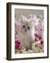 Domestic Cat, Pale Silver Long-Haired Kitten Among Mallows and Ox-Eye Dasies-Jane Burton-Framed Photographic Print