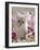 Domestic Cat, Pale Silver Long-Haired Kitten Among Mallows and Ox-Eye Dasies-Jane Burton-Framed Photographic Print