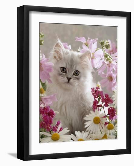 Domestic Cat, Pale Silver Long-Haired Kitten Among Mallows and Ox-Eye Dasies-Jane Burton-Framed Photographic Print