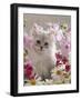 Domestic Cat, Pale Silver Long-Haired Kitten Among Mallows and Ox-Eye Dasies-Jane Burton-Framed Photographic Print