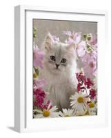 Domestic Cat, Pale Silver Long-Haired Kitten Among Mallows and Ox-Eye Dasies-Jane Burton-Framed Photographic Print