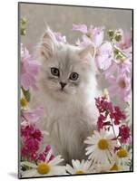 Domestic Cat, Pale Silver Long-Haired Kitten Among Mallows and Ox-Eye Dasies-Jane Burton-Mounted Photographic Print