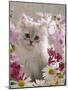 Domestic Cat, Pale Silver Long-Haired Kitten Among Mallows and Ox-Eye Dasies-Jane Burton-Mounted Photographic Print