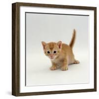 Domestic Cat, 'Pansy's' 4-Week Red Kitten-Jane Burton-Framed Photographic Print