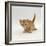 Domestic Cat, 'Pansy's' 4-Week Red Kitten-Jane Burton-Framed Photographic Print